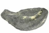 Fossil Whale Ear Bone - Miocene #177827-1